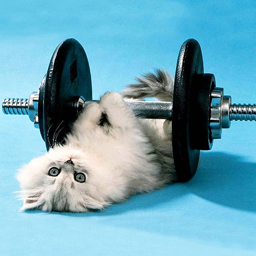 Exercise for Cats